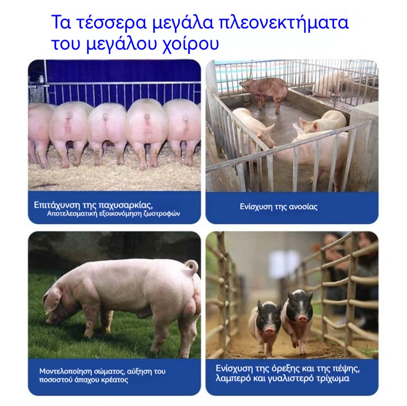 【Αγοράστε 1 και πάρτε 1 δωρεάν】🔥 Συμπλήρωμα πάχυνσης και ενίσχυσης ανάπτυξης για χοίρους, βοοειδή, πρόβατα ✅Αύξηση άπαχου κρέατος ✅Επιμήκυνση σκελετού ✅Τροφοδοσία πάχυνσης